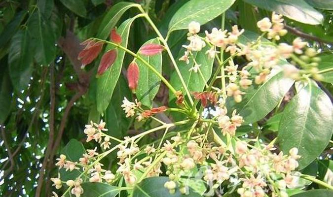 “解密桃花的香味”（“探讨桃花的芳香特性及其成分”）