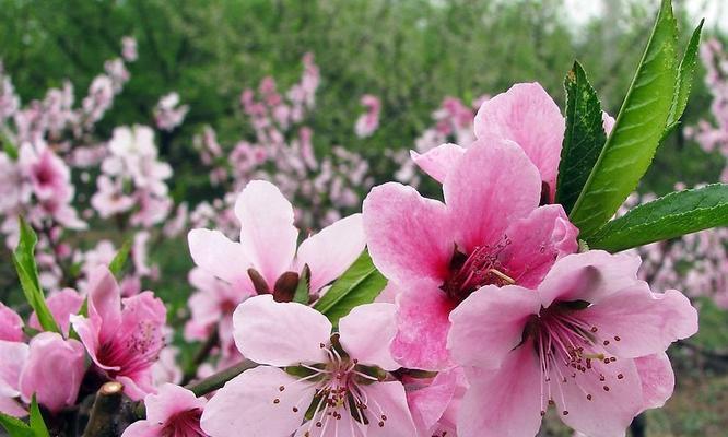 “解密桃花的香味”（“探讨桃花的芳香特性及其成分”）