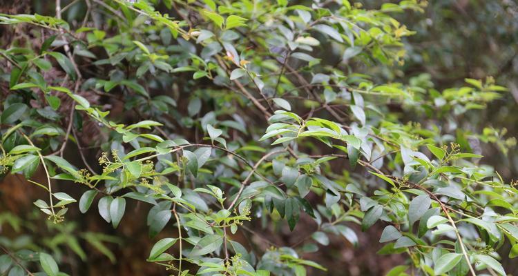 探寻神奇的“桃金娘科植物”世界（了解桃金娘科植物的种类）