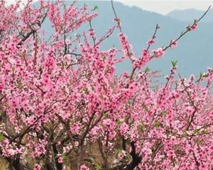 如何科学地浇水让桃树茁壮成长（掌握正确的浇水方法）