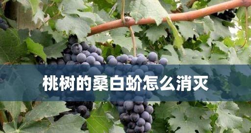 防治桃树介壳虫，掌握这些方法轻松搞定（选择合适的药物和正确的施药方法来控制它们）