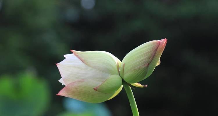 并蒂莲的象征意义（莲花之美）