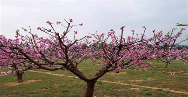 如何选择适合种植桃树的季节（科学种植）