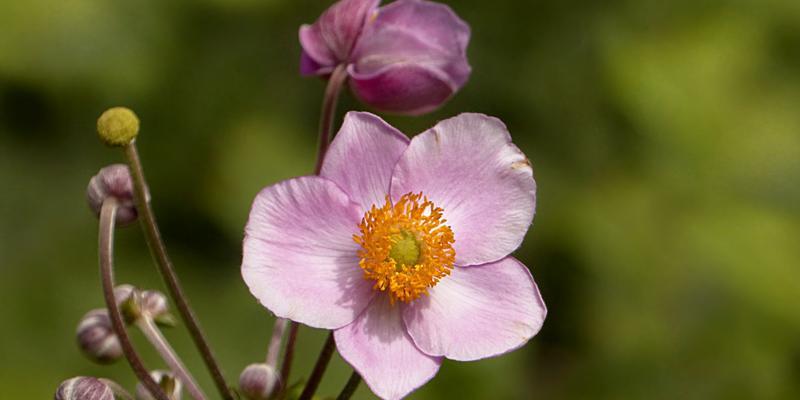 银莲花花语与生活的启示（探索不同颜色银莲花的寓意和象征）