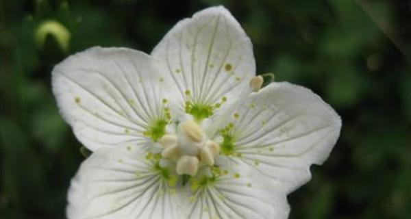 银莲花花语与生活的启示（探索不同颜色银莲花的寓意和象征）