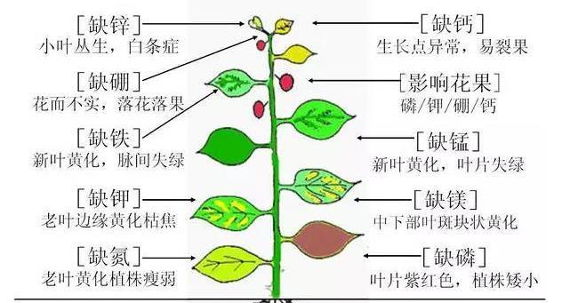 如何解决桃树叶子发蔫问题（探究桃树叶子发蔫的原因和有效的补救方法）