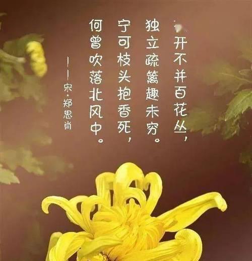 侧柏的花语与寓意（解读侧柏开花所代表的花语和寓意）