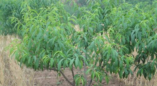 种植桃树，合理间距关键（桃树种植需要注意什么）