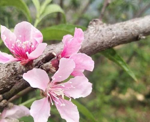 核桃树种植与生长的全面指南（掌握种植时间、生长周期和关键技巧）