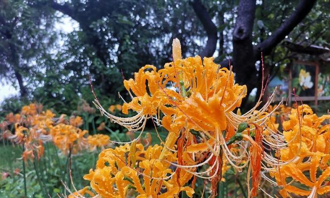 大理市花——茶花的意义与魅力（探秘大理市花茶花的丰富内涵）