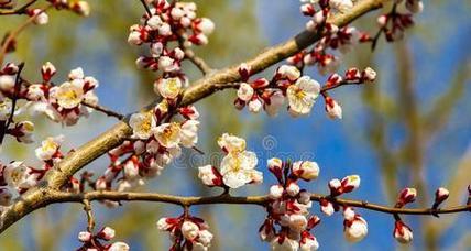 桃花开花结果时间分析（了解桃花开花结果的秘密）