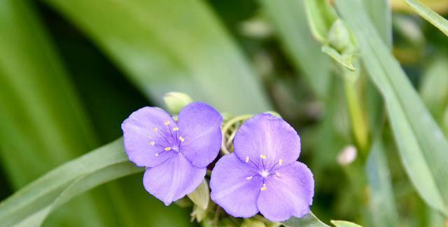 诚信之花（探索自然界中诚信的化身——以植物为例）