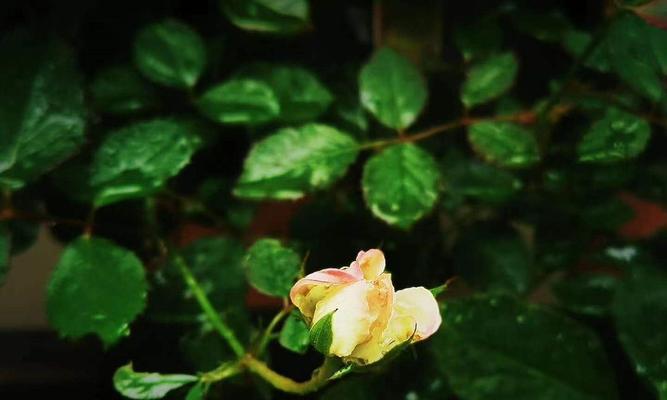 孤独的植物世界（探索寂寞植物的生命力与美）