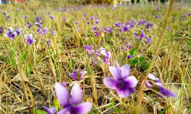 勇敢之花（以玫瑰为象征的花朵）