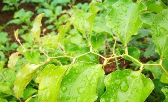 坚韧的植物（探索自然世界中的十五种顽强植物）