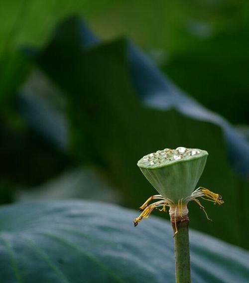 廉洁的植物世界（以植物为镜）