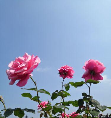 花开如诗，映美人心（花海宛如仙境）