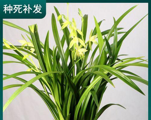 特大花盆适合种植哪些花（打造花园的神器——特大花盆）