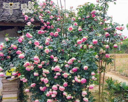 如何选择合适的藤本月季花盆栽盆（以植物的需求为出发点）