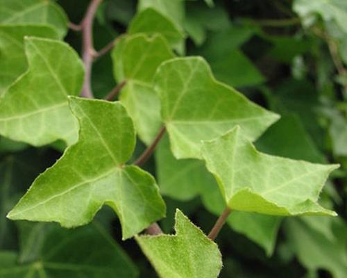 常绿藤本植物的多样性探究（了解常绿藤本植物）