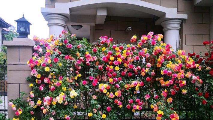 藤彩虹——四季开花的珍稀植物（探秘藤彩虹的四季美景）