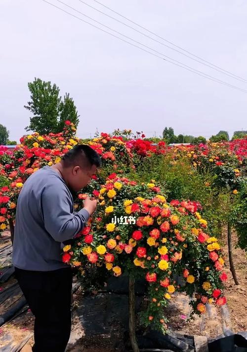 藤彩虹月季开花时间分析（一年开几次花）