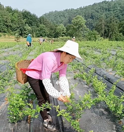 藤茶的采摘和收获季节（了解藤茶采摘时间和季节）