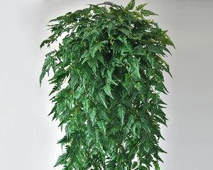 探秘藤蔓植物的多样性（认识常见的9种藤蔓植物）