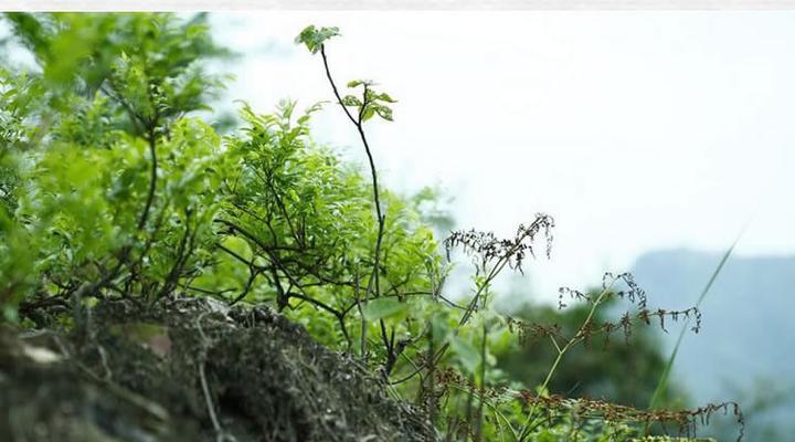 藤条茶与古树茶的区别（品质）