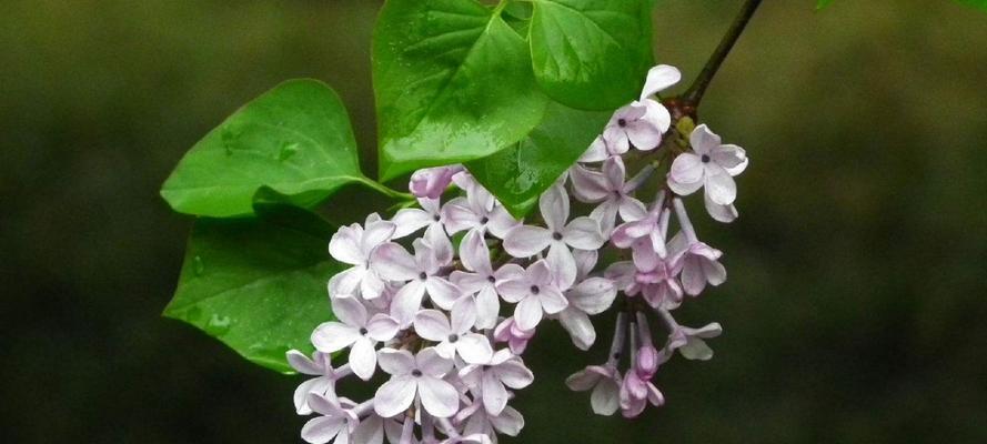 丁香花的象征意义及文化价值（丁香花的历史）