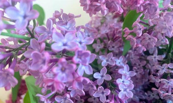 丁香花的花语及其含义（解读丁香花的花语）