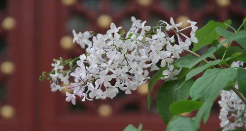 丁香花语的深刻含义（探索丁香花语的神秘世界）