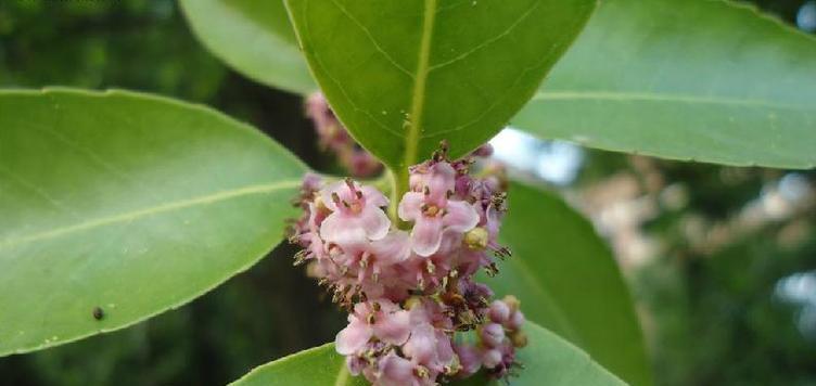 冬青开花的寓意及象征意义（冬青花开）