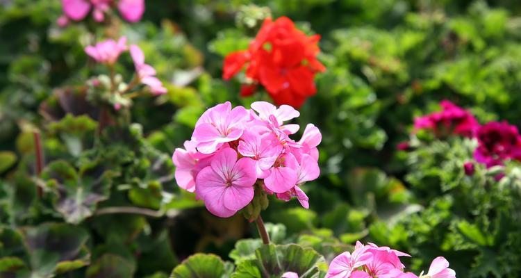 天津市花——紫荆花（探寻天津市花的历史和文化底蕴）