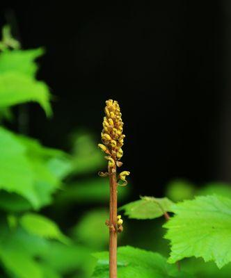 野生天麻——神奇的中药材（探寻野生天麻的特点和功效）