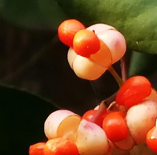 天门冬果实有毒吗（天门冬果实的危害与防范）