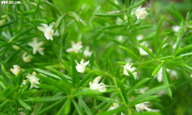 探寻天门冬科植物的奥秘（从根到叶）