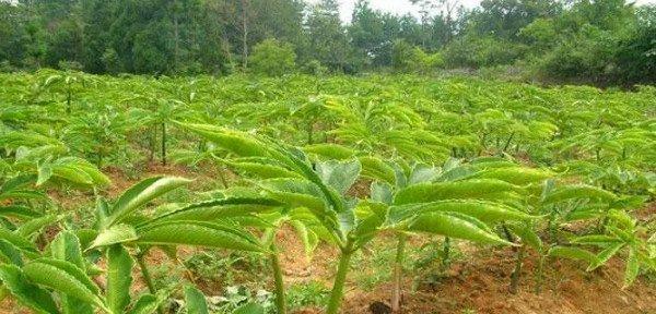 天南星种球的保存与种植（科学保存方式与最佳种植时间）