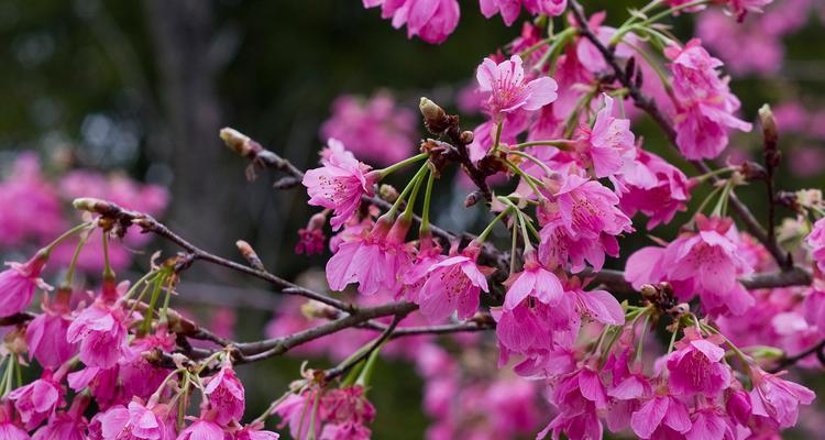 粉色樱花的花语及象征意义（浪漫）