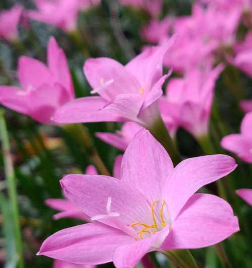 风雨兰的花语与寓意（一朵坚韧向上之花的花语揭秘）