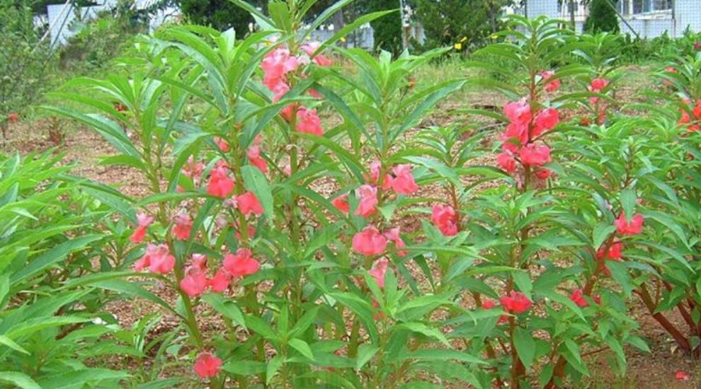 凤仙花的绚丽色彩与深刻寓意（探索凤仙花的丰富色谱和文化内涵）