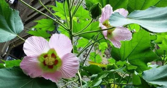 鸽子花的花语与意义（深情与纯洁的鸽子花）