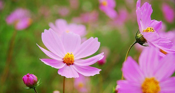 格桑花的花语与含义（以格桑花的美丽传达爱与坚韧）