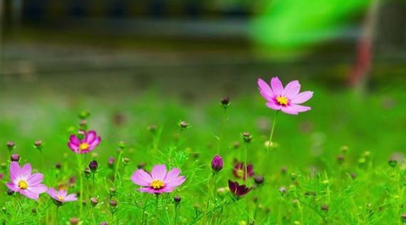 格桑花的花语与含义（以格桑花的美丽传达爱与坚韧）