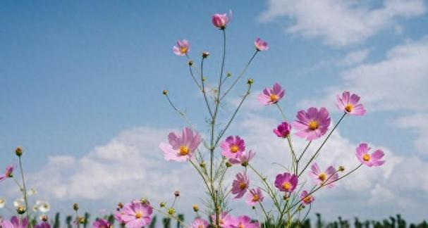 格桑花的花语与含义（以格桑花的美丽传达爱与坚韧）