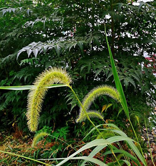 狗尾草花语解读（揭秘狗尾草的花语与爱情之间的纽带）