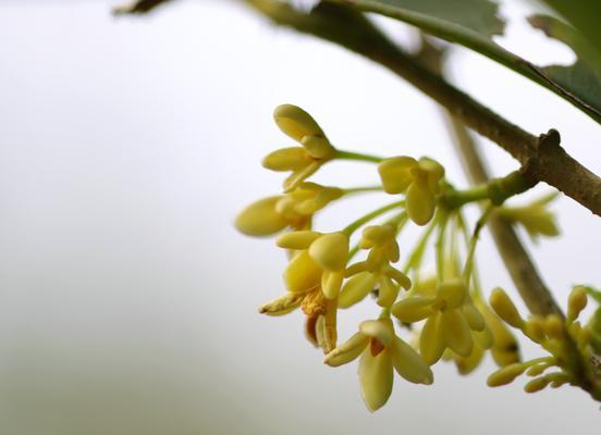 桂花的花语——馨香之语（桂花的美丽与内涵）