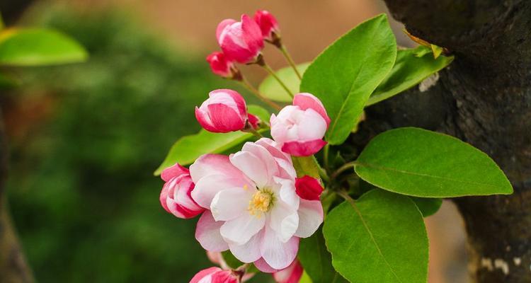 海棠花花语与代表意义（探索海棠花的深刻象征与美丽寓意）