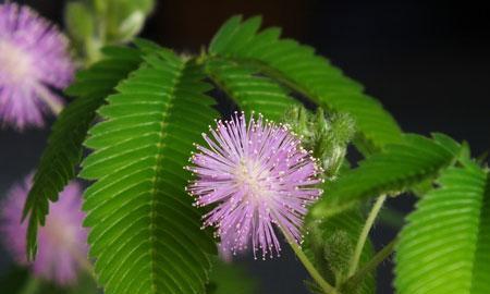 含羞草花语——害羞与勇敢并存的象征（探寻含羞草花语的深层寓意）