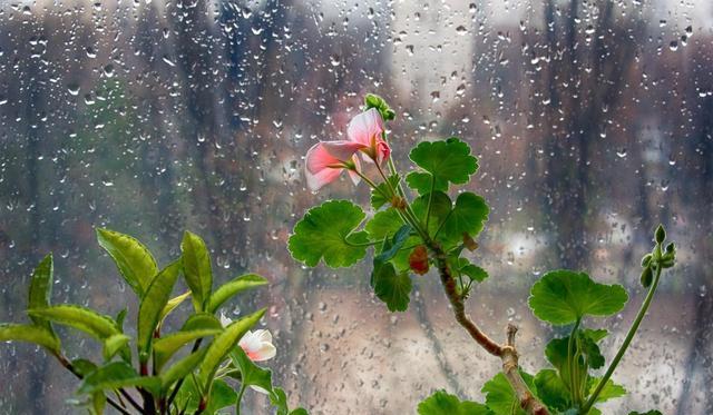 天竺葵的雨水情结（夏天下雨）